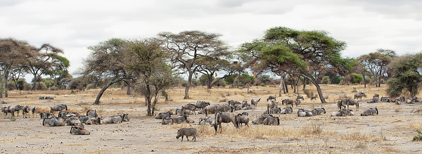 Wildebeest & Warthogs  Print