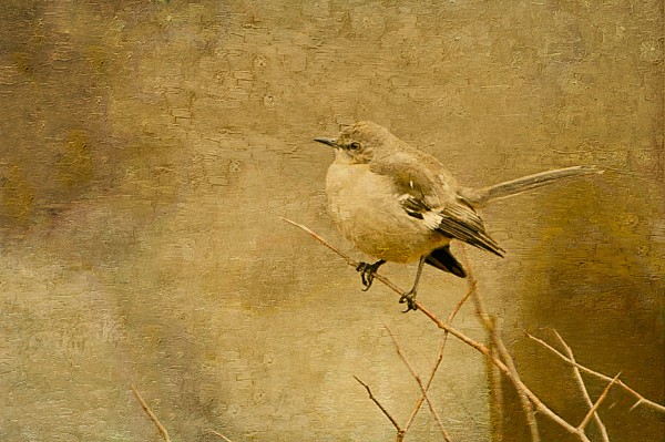 Mockingbird Canvas Print