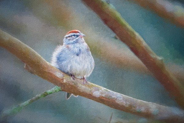 Chipping Sparrow Print