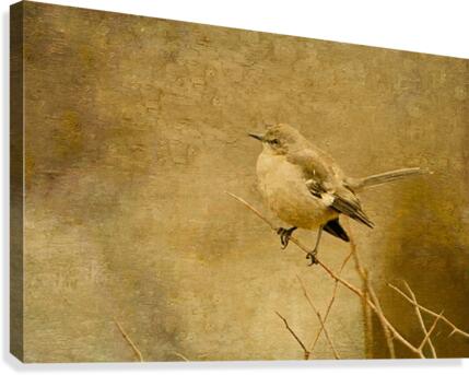 Mockingbird Canvas Canvas Print