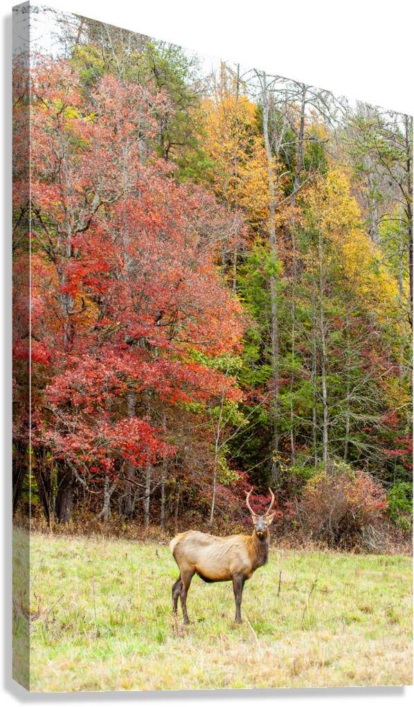 Bull Elk in Cataloochee Valley in North Carolina   Canvas Print