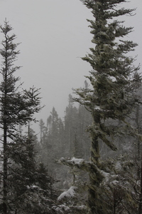 Pessiere boreale enneigee