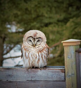 La visiteuse-Barred Owl in the garden