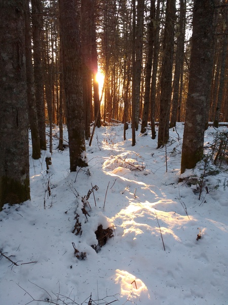 Lumiere de la foret Print