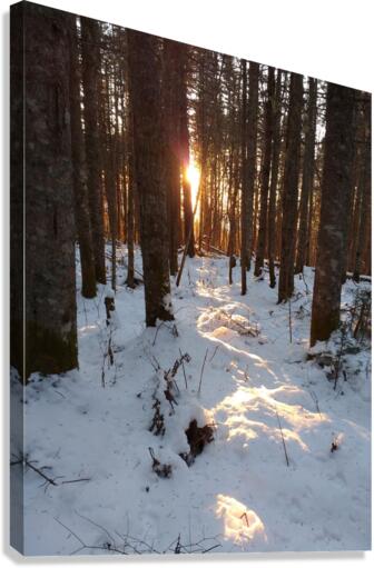 Lumiere de la foret Canvas Print