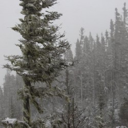 Boreale en hiver