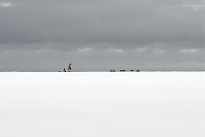 Dog Sled