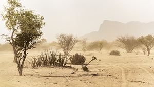 Turkana Trees