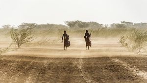 Turkana Companions