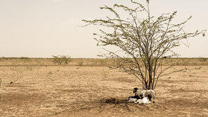 Turkana Siesta