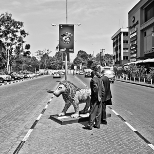 Lions in the City