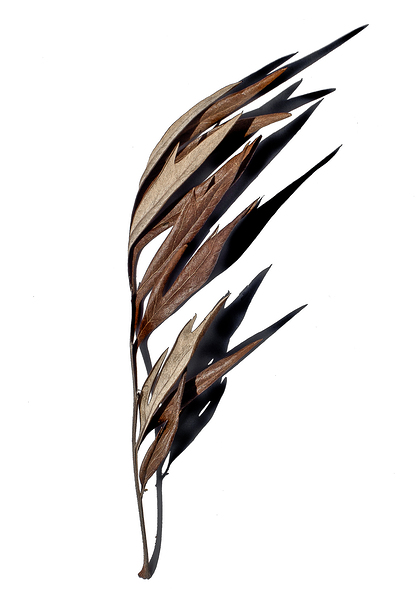 Quill  Print