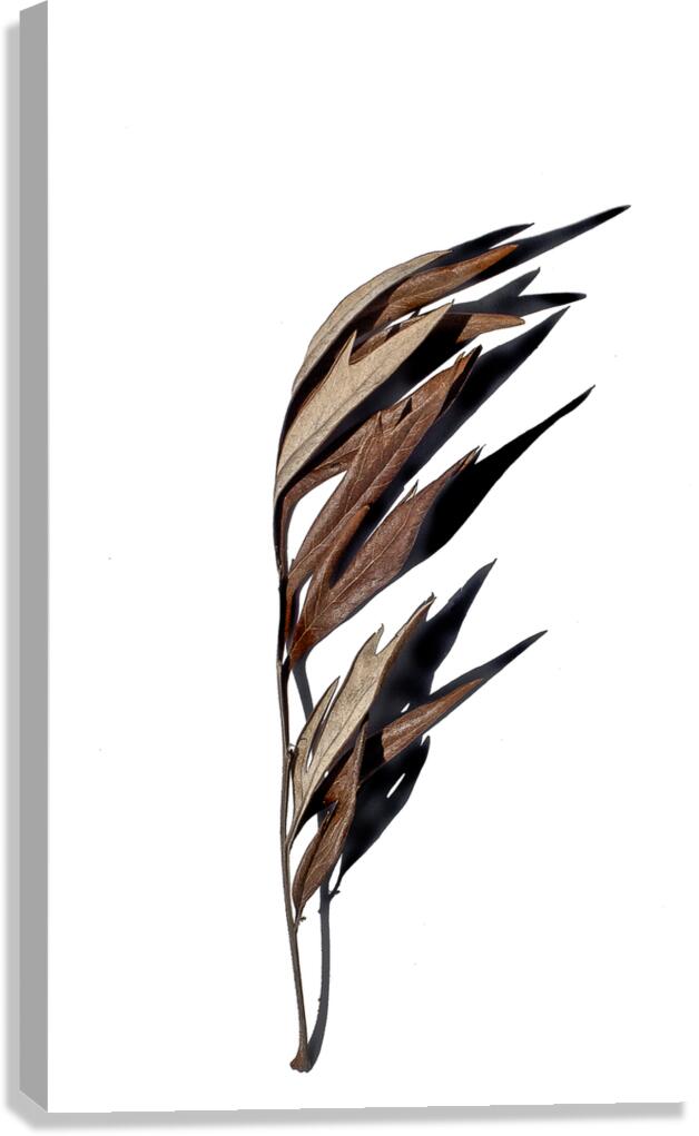 Quill  Canvas Print