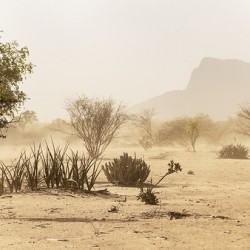 Turkana Trees