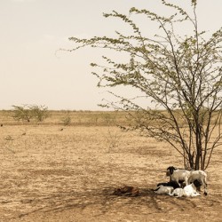 Turkana Siesta
