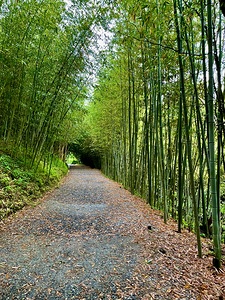 Ahopsan Forest