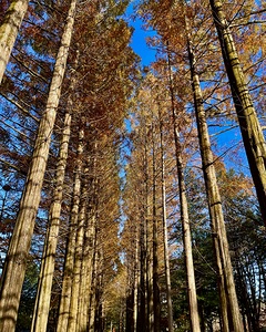 Autumn Trees on Nami Island