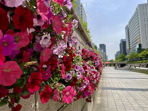 Cheonggyecheon Flowers