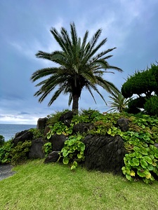 Palm Tree