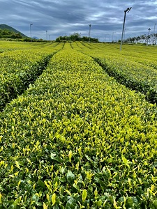 Tea Farm Jeju