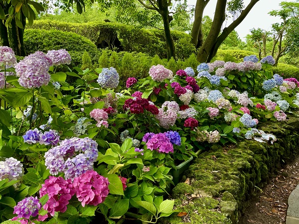 Hydrangea Garden Print