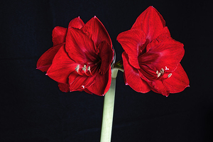 Amaryllis flower