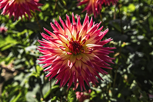 Dahlia Flower