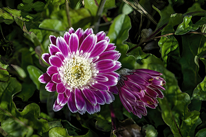 Gerbera Daisy
