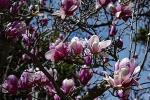Magnolia