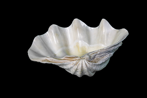 ShellThree
