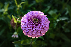 Zinnia Pink On Green