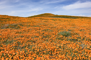 Poppies of California