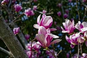 Magnolia Flowers