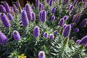 Flowers 676