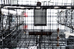 Crab Trap