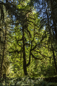 Hoh Rainforest