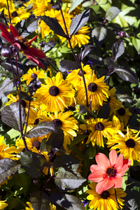 Flower Mix
