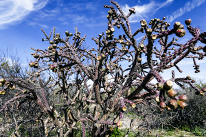 Staghorn Cholla