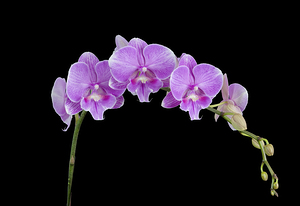 Orchid Closeup