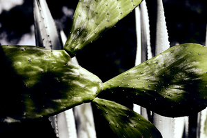 Cacti in Green