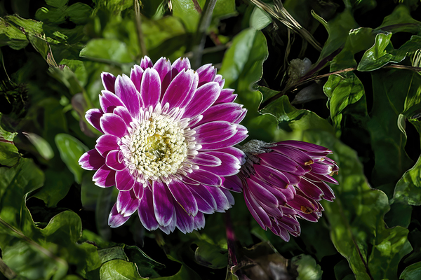 Gerbera Daisy Print