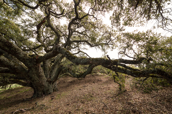 Oak Long Print