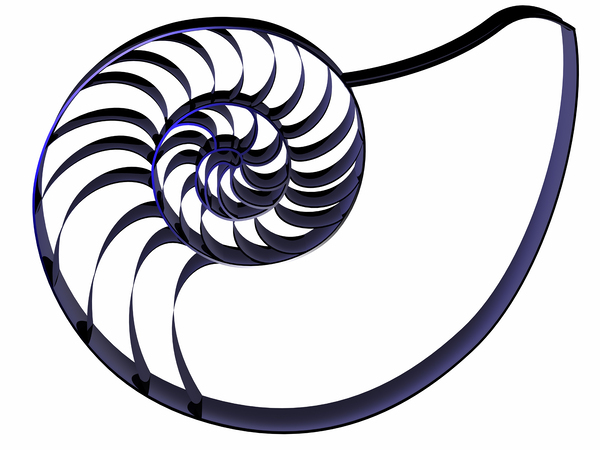 Chambered Nautilus  by Ed Ruth