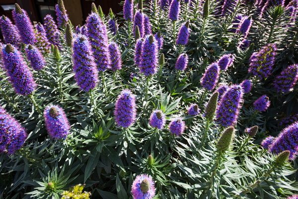 Flowers 676 Print