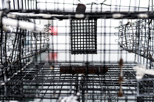 Crab Trap Print