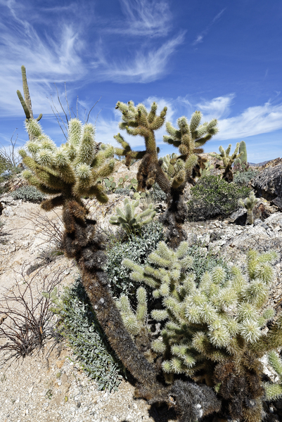 Teddy bear cholla Print