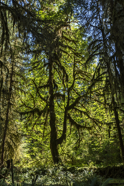 Hoh Rainforest Print