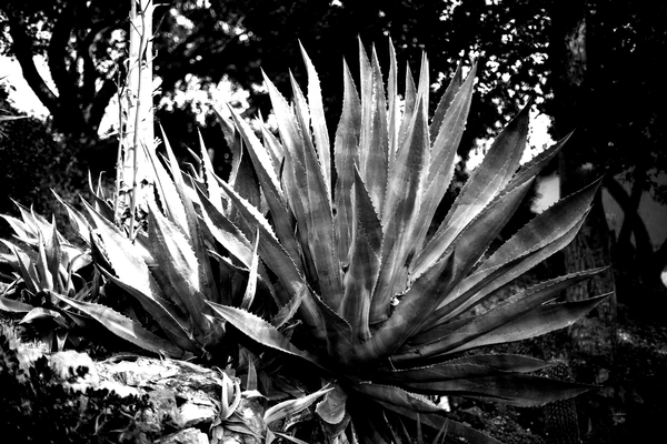 Agave Print