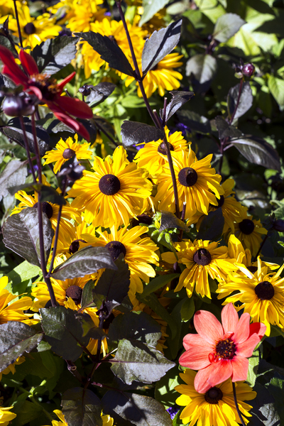 Flower Mix Print