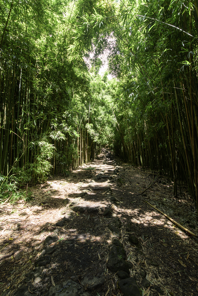 Bamboo trail Print